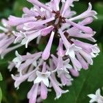 Syringa pubescens Blomma