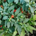 Solanum pseudocapsicum फल