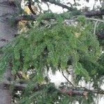 Abies cephalonica Leaf