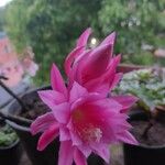 Disocactus phyllanthoides 花