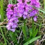 Dactylorhiza majalis Libunga