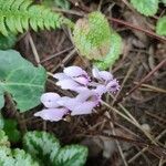 Cyclamen hederifoliumBlomst