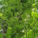 Quercus falcata Feuille