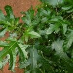Solanum atropurpureum 葉