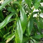 Angelonia angustifolia Hoja