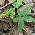 Potentilla simplex Feuille