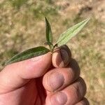 Atriplex oblongifolia Folha