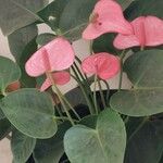 Anthurium nymphaeifolium Virág