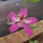 Bauhinia purpureaCvet