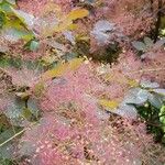 Cotinus coggygriaLorea