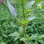 Corchorus olitorius Leaf