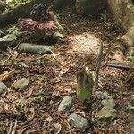 Amorphophallus paeoniifolius Flor