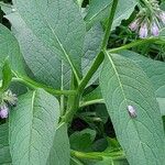 Symphytum officinale Листок