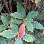 Rhododendron sikangense Hoja