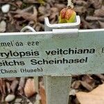 Corylopsis veitchiana Other
