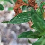 Hypericum perfoliatum Листок