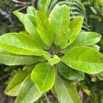 Nuxia verticillata Leaf