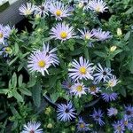 Aster amellus花