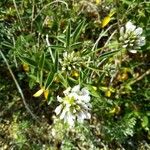 Bituminaria morisiana Flower