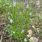 Verbena simplex Lapas