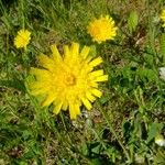 Hieracium villosum Flor