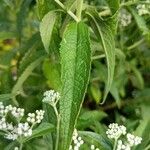 Eupatorium serotinum برگ