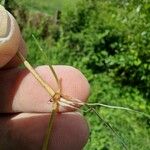 Agrostis gigantea Muu