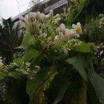 Sparrmannia africana പുഷ്പം