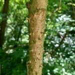 Aralia chinensis Bark