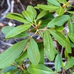 Cossinia trifoliata Yeri