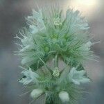 Phacelia heterophylla 花