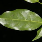 Ocotea viridiflora Ліст