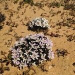 Iberis procumbens Kukka