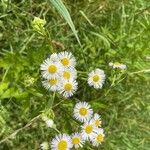 Erigeron strigosus花