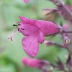 Lepechinia hastata Flor