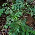 Eurya acuminata Hoja
