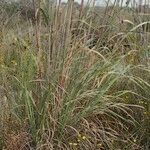 Tripidium ravennae অভ্যাস