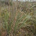 Tripidium ravennae Habit