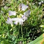 Astragalus alpinus Blomst
