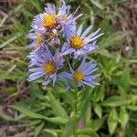 Symphyotrichum laeve Цвят