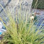 Carex elata Fuelha