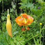 Lilium kelleyanum