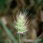 Cynosurus echinatus Mbuma