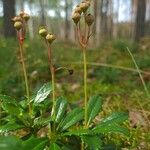 Chimaphila umbellata Blüte