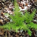 Thelypteris noveboracensis Blatt