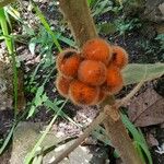 Solanum quitoense Fruit