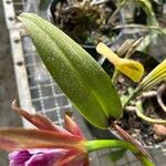 Cattleya tenebrosa