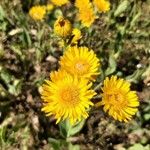 Pentanema oculus-christi Flower