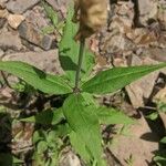 Silene stellata Leaf