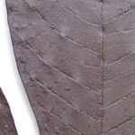 Tetrameranthus guianensis Други